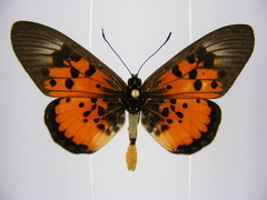Acraea abdera abdera