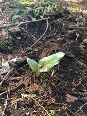 Cardiocrinum cordatum