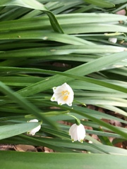 Leucojum