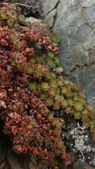 Saxifraga bronchialis funstonii