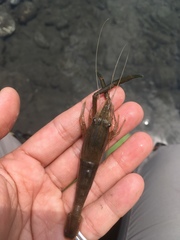 Macrobrachium asperulum