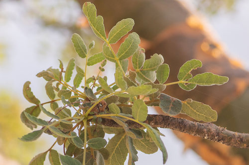 Boswellia bullata