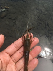 Macrobrachium asperulum