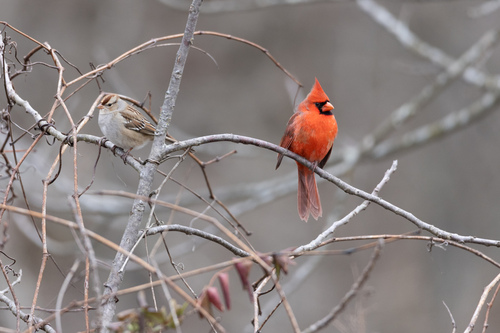 Northern Cardinal photographed in Pennsylvania
