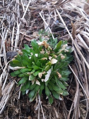 Draba borealis