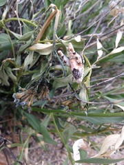 Cibolacris parviceps