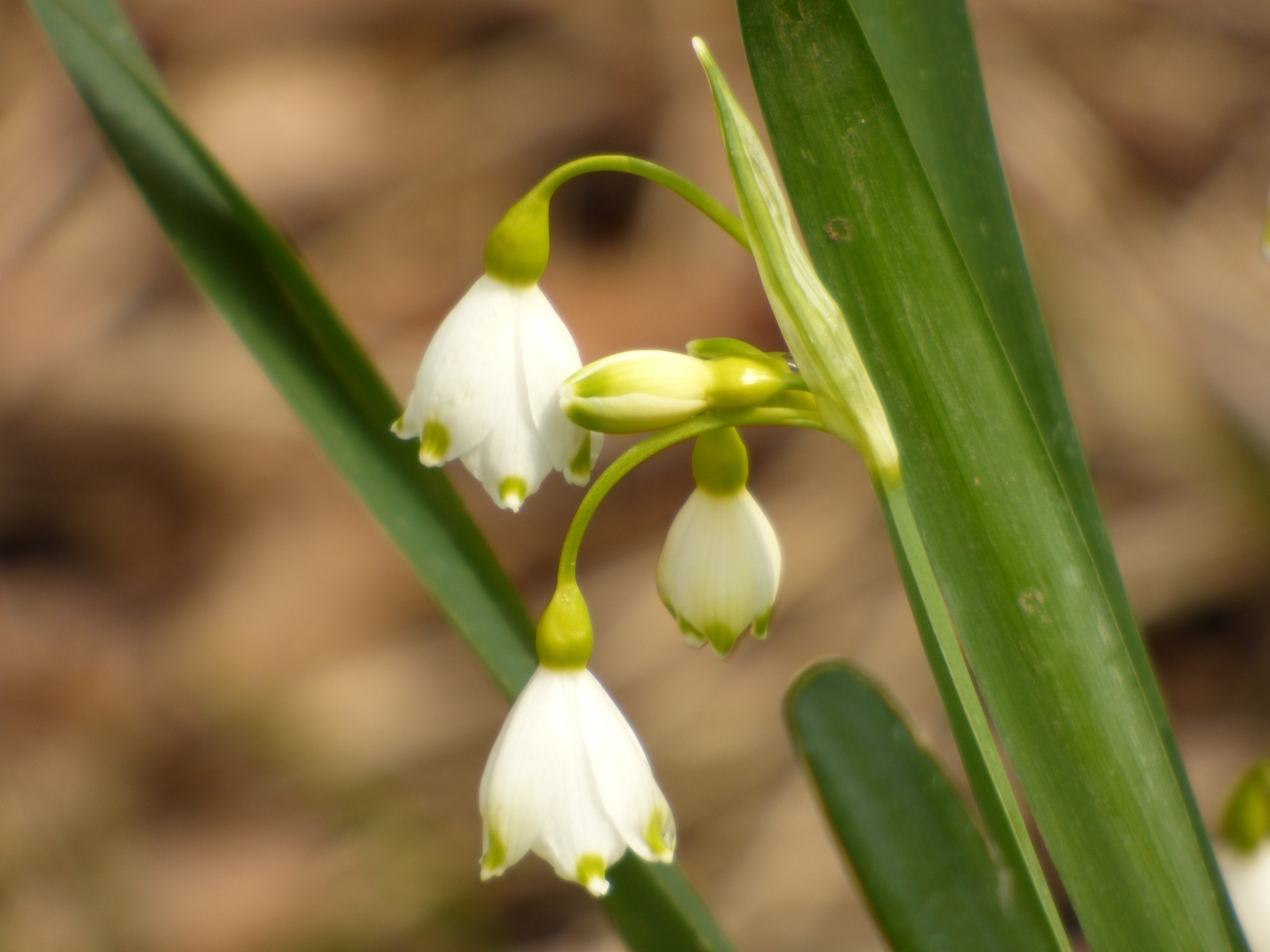 Leucojum aestivum