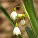 Summer Snowflake - Photo (c) Markus Ackermann, some rights reserved (CC BY-NC), uploaded by Markus Ackermann