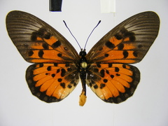 Acraea abdera abdera