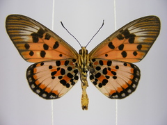 Acraea abdera abdera