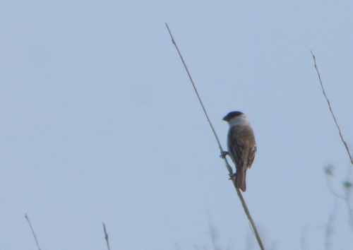 Pearly-bellied Seedeater