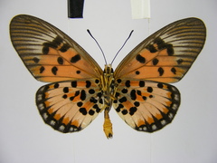 Acraea abdera abdera