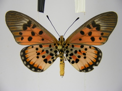 Acraea abdera abdera