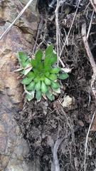 Draba borealis