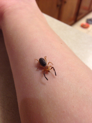 Ammotrechidae