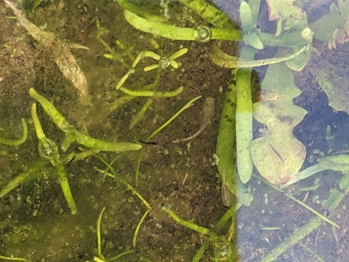 iNaturalist observation photo of Branchinecta