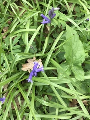 Hyacinthoides non-scripta