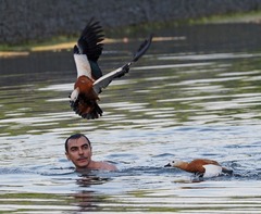 Ruddy Shelduck