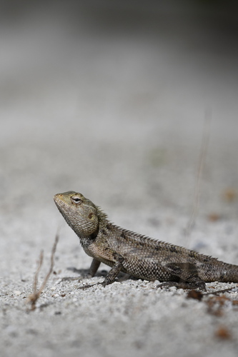 Indian Garden Lizard — seen at this dive site