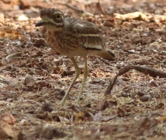 Burhinus indicus