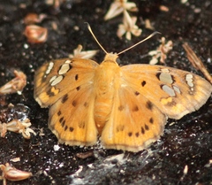 Coladenia indrani