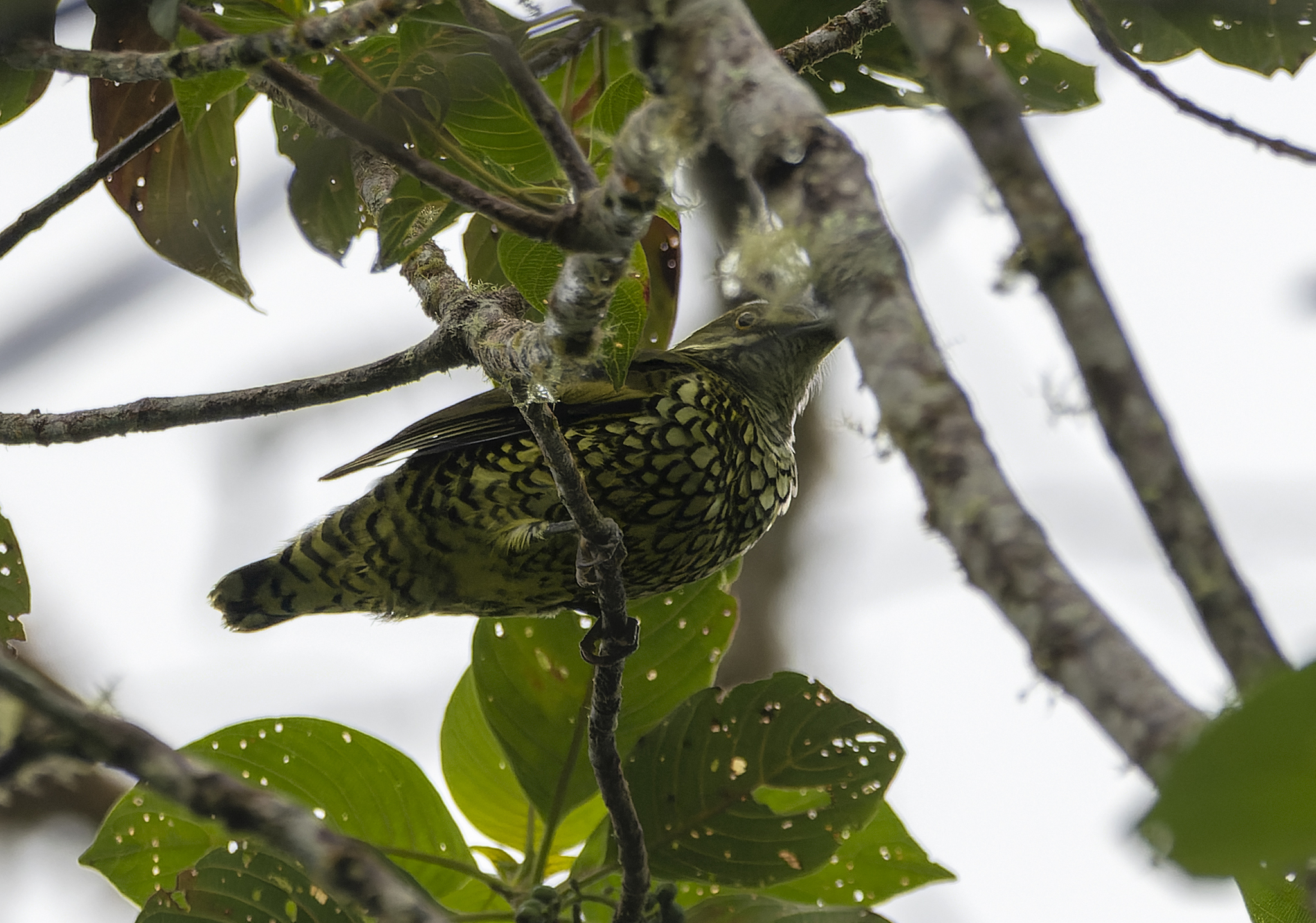 Scaled Fruiteater (Ampelioides tschudii), photo 4