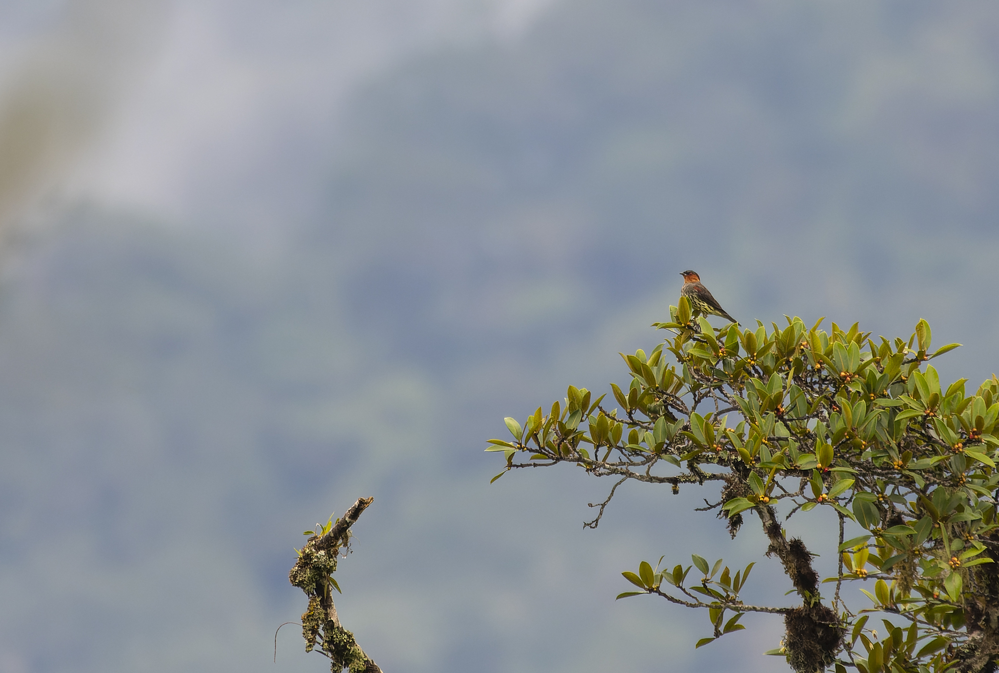 Chestnut-crested Cotinga (Ampelion rufaxilla), photo 7