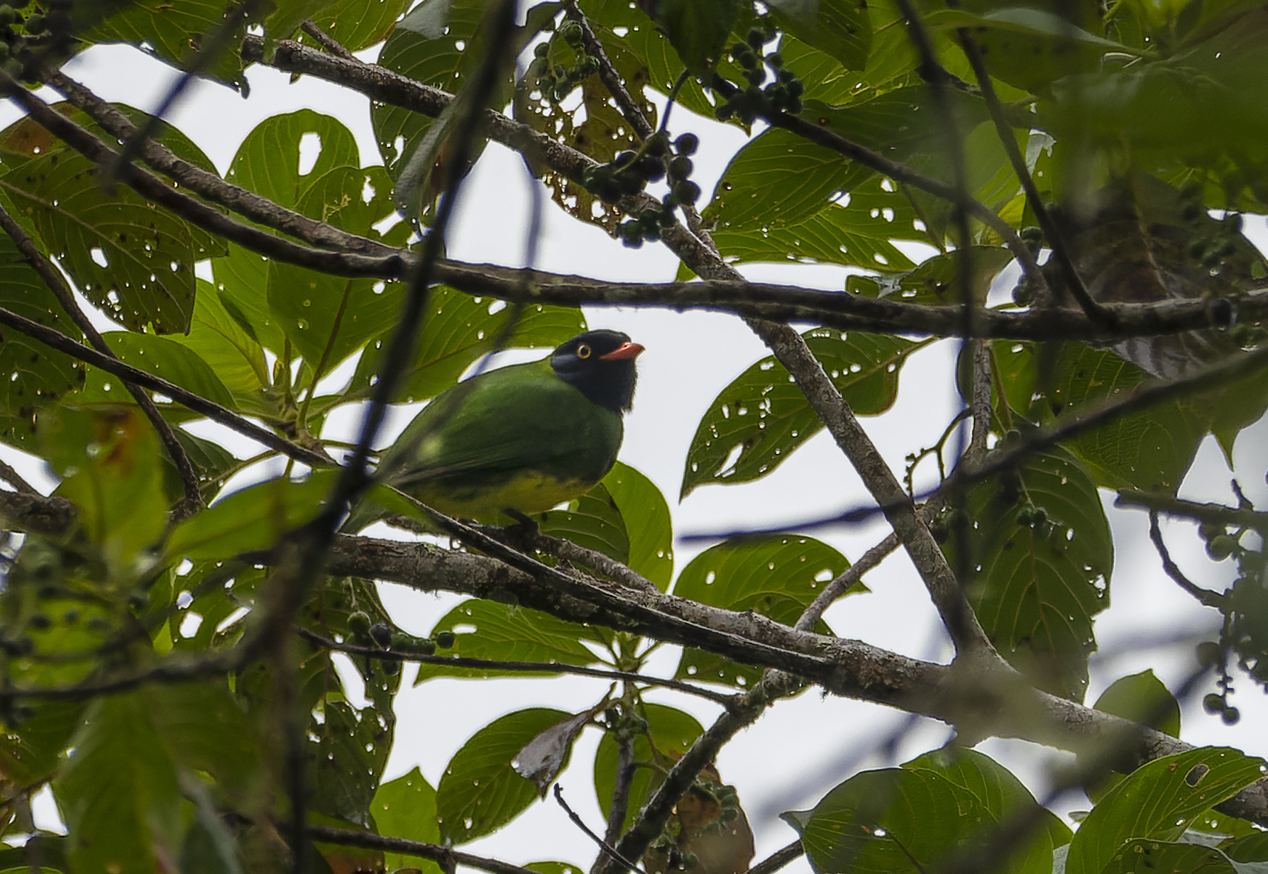 Black-chested Fruiteater (Pipreola lubomirskii), photo 2