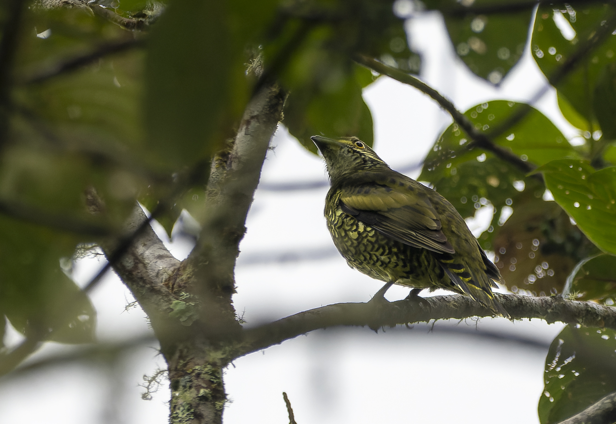 Scaled Fruiteater (Ampelioides tschudii), photo 3