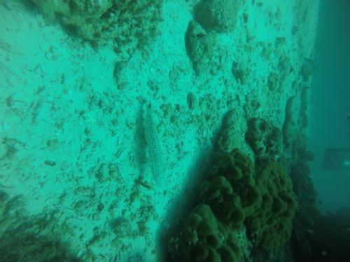 Spotted Sandperch — seen at this dive site