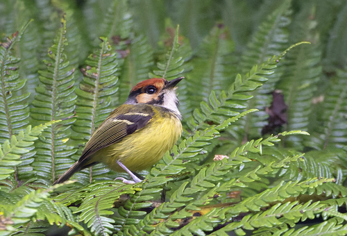 Rufous-crowned Tody-Flycatcher (Poecilotriccus ruficeps), photo 8