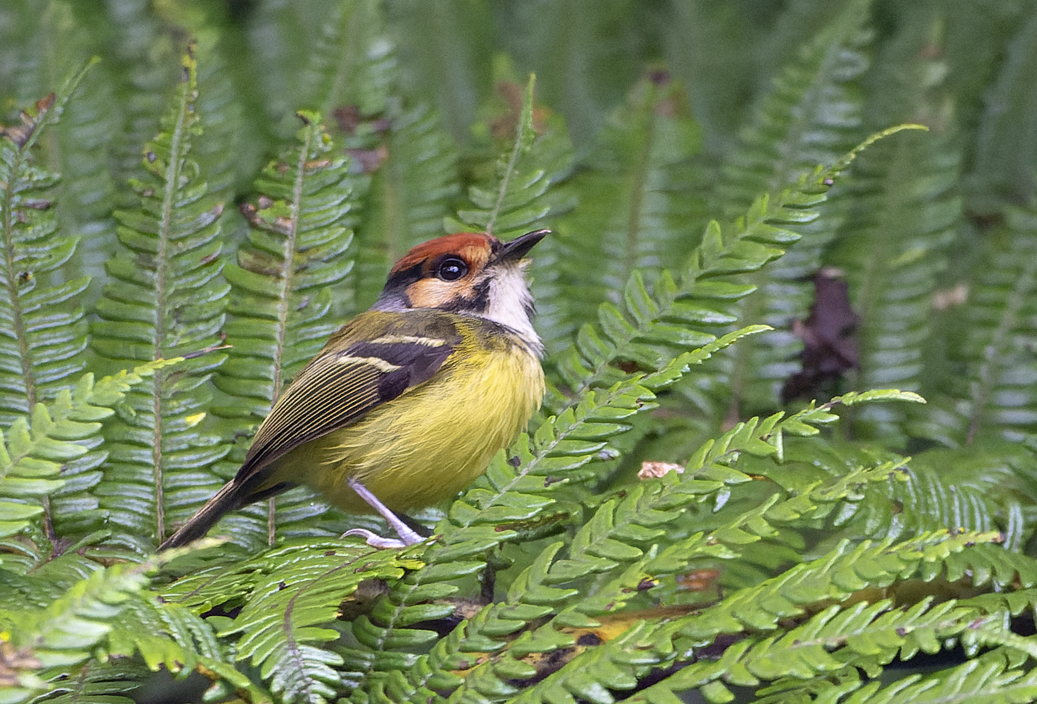 Rufous-crowned Tody-Flycatcher (Poecilotriccus ruficeps), photo 10