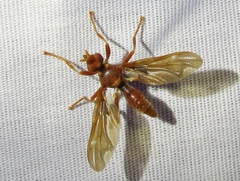 Pyrgota undata