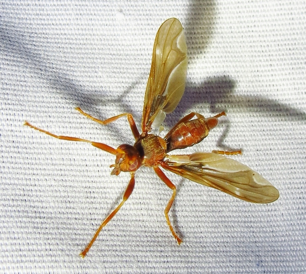 Waved Light Fly