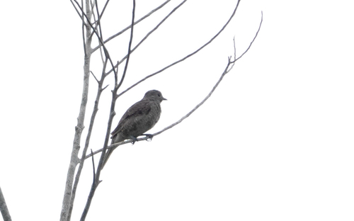 Spangled Cotinga (Cotinga cayana), photo 5