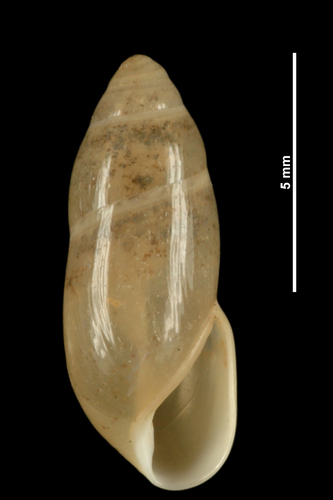 Ferussacia folliculum