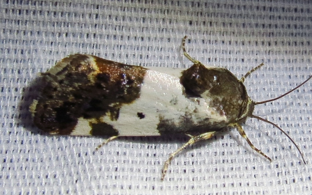 Tarache flavipennis