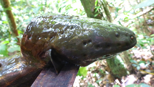 Electric eel (Electrophorus electricus) — Gymnotidae — 2
