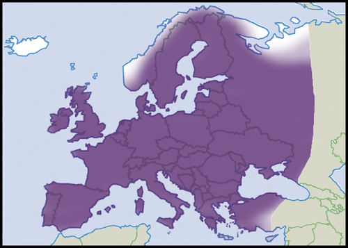 European Stream Valvata