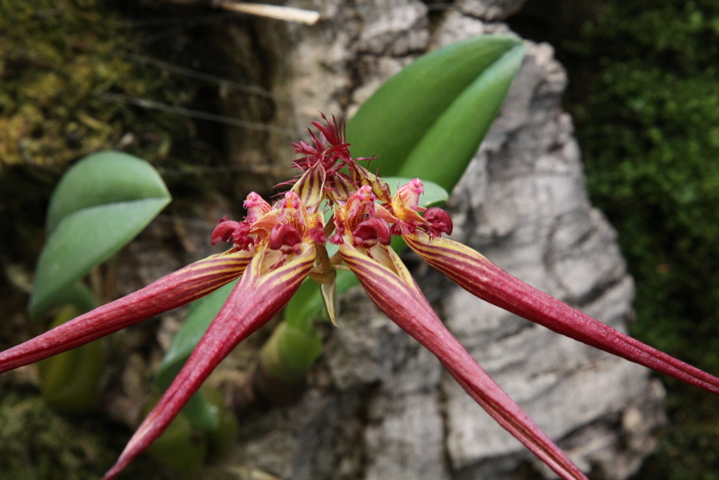 Bulbophyllum wendlandianum (Bulbophyllum wendlandianum)