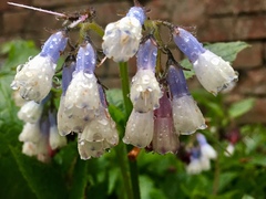 Symphytum × hidcotense