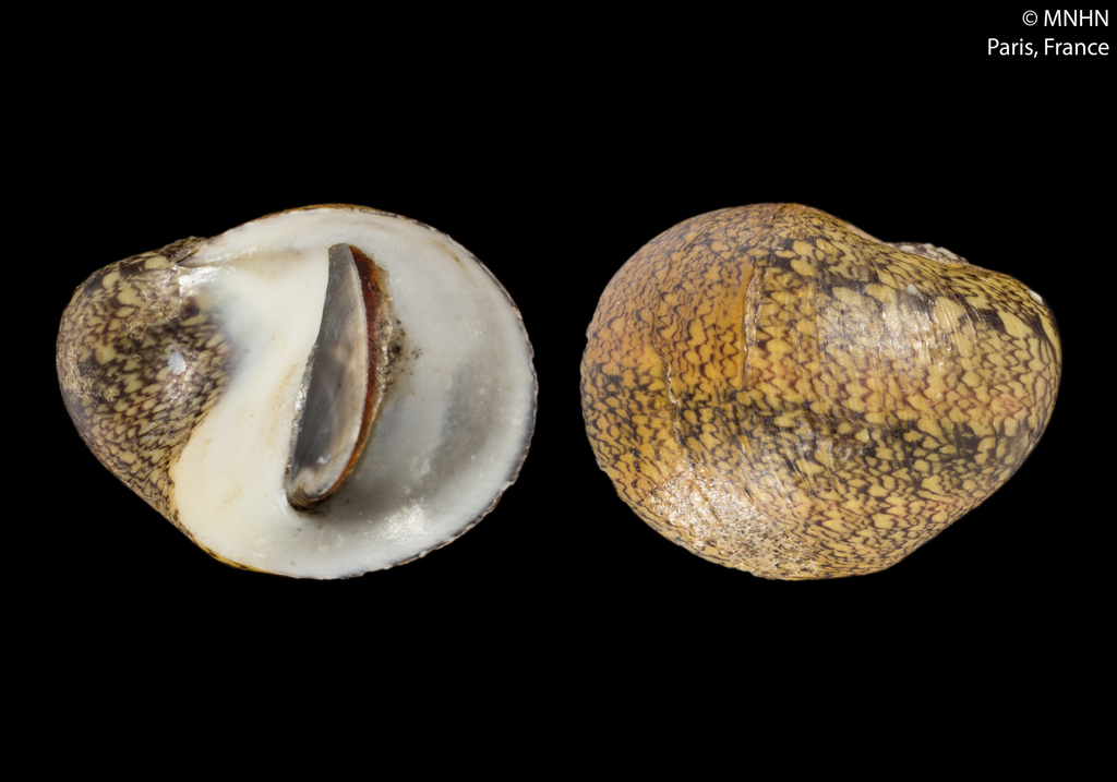Clypeolum latissimum