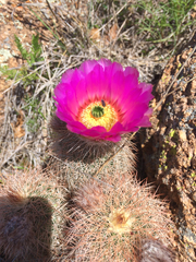 Echinocereus reichenbachii baileyi