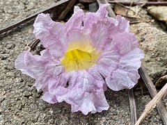 Tabebuia rosea image