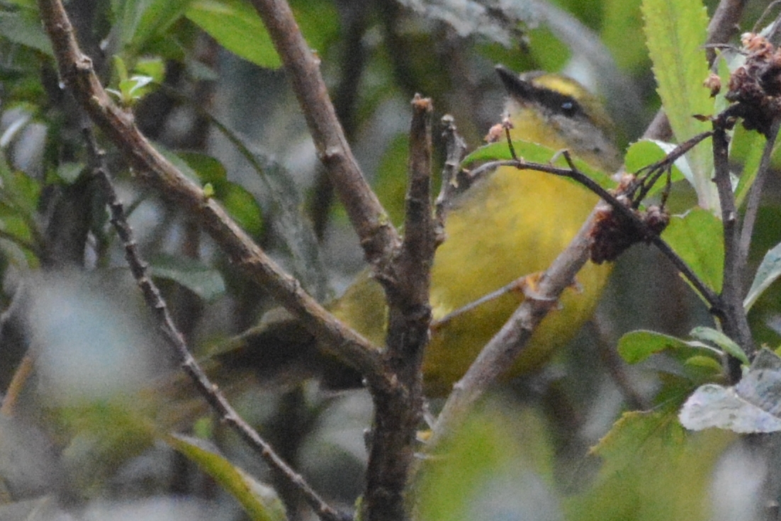 Myiothlypis luteoviridis image