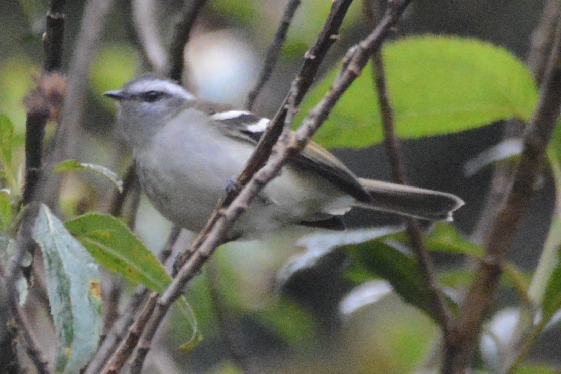 Mecocerculus stictopterus image