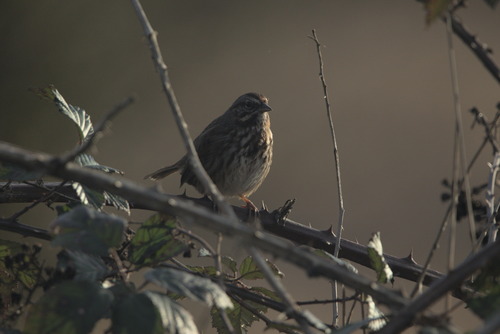 Song Sparrow photographed in Oregon
