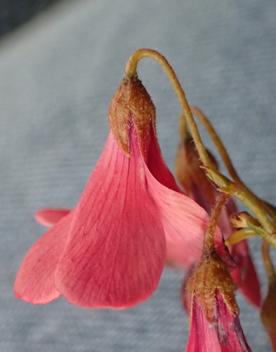 Image of Hermannia grandiflora by (c) Nicola van Berkel, some rights reserved (CC BY-SA)