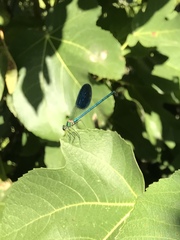 Calopteryx xanthostoma