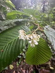 Begonia cooperi image